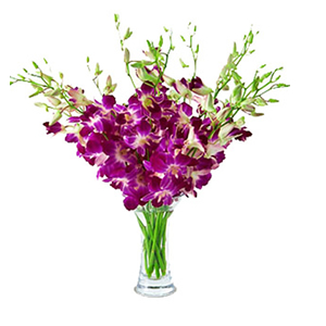 鲜花/平安如意:精美泰国紫色洋兰10支
花 语:平安如意